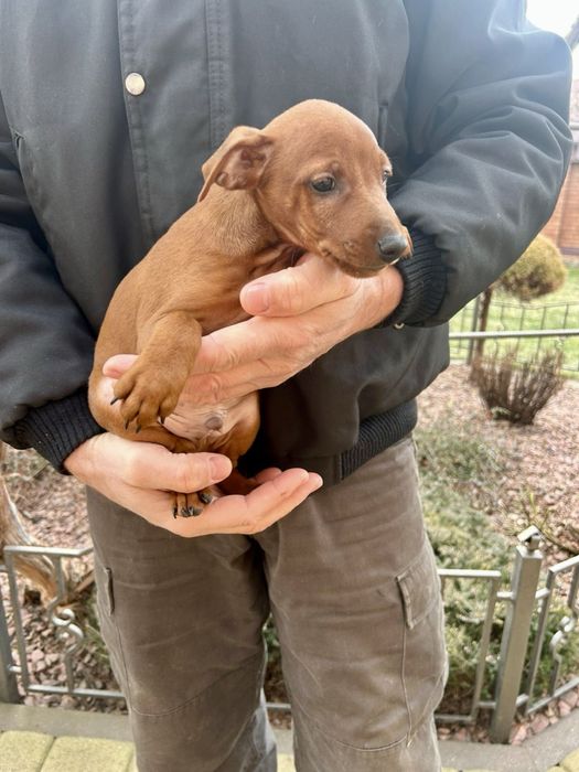 Цвергпінчер