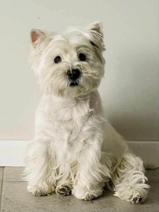 Вестх Хайленд Вайт терєр
