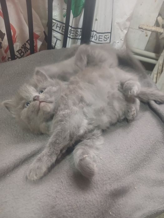 Кошенята  в добрі руки