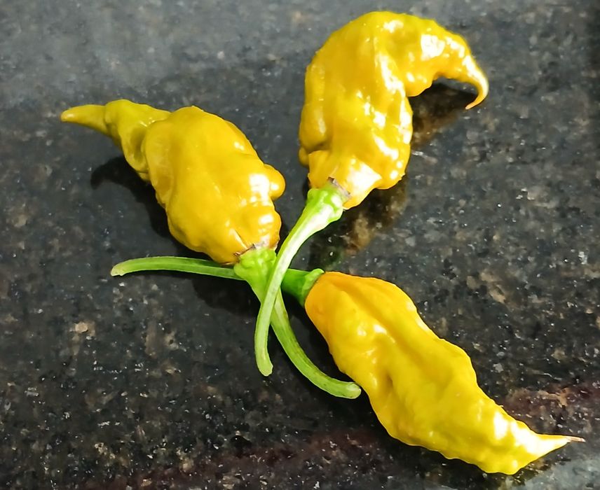 Sementes Pimentas Nucleares,OFERTA Portes Envio