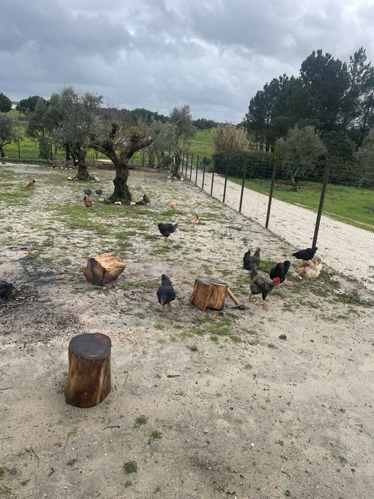 Ovos de fracas selvagem que vivem livre no campo !
