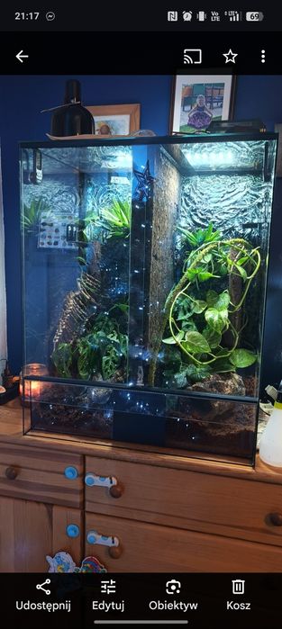 Terrarium gekony płaczące