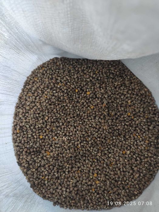 Łubin gorzki oczyszczony