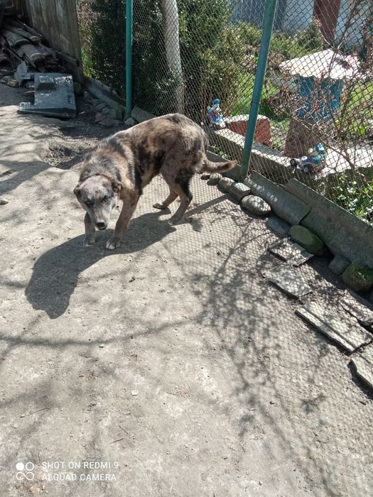 Віддаю у добрі руки велику собаку 8 місяців хлопчик