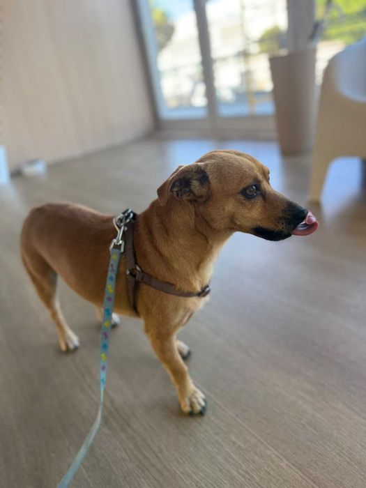 Buddy para adoção responsável