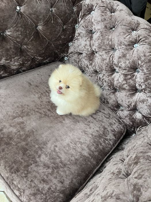 Super мвлышка померанец