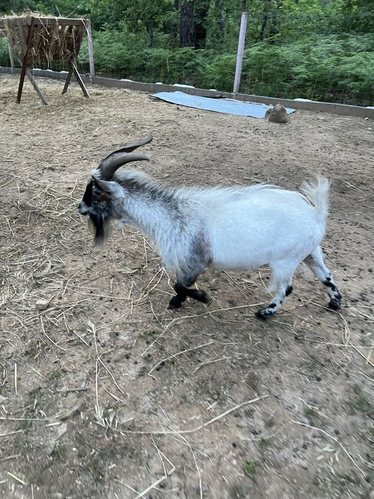 Chibo Anao/ Cabras anas