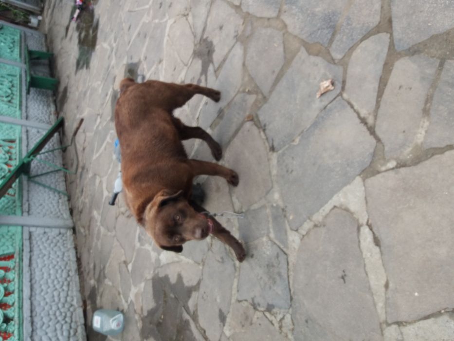 Шоколадний кавалер.