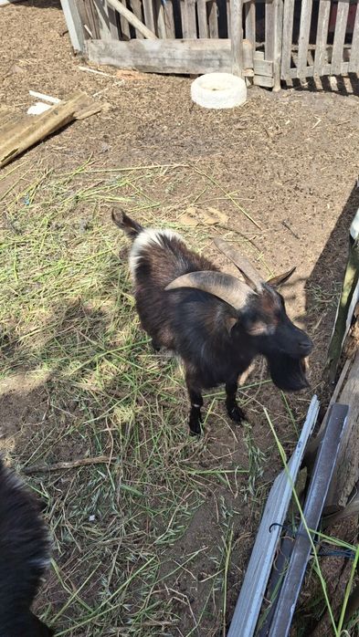 Lote Cabras Anãs