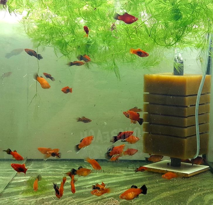 Пецилія акваріумна рибка