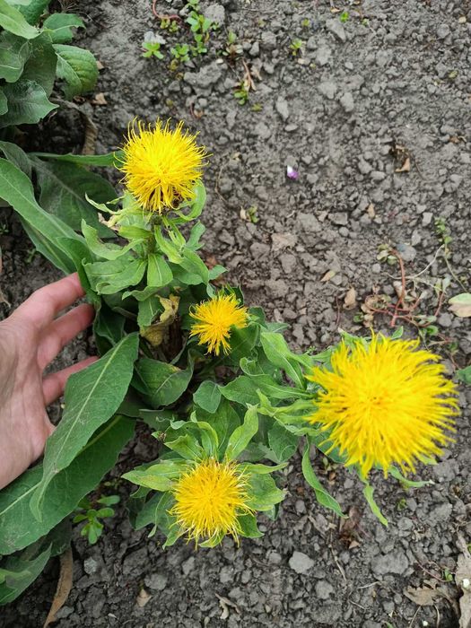 Садові та кімнатні герані