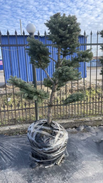 Дерево Бонсай садовий Нівакі