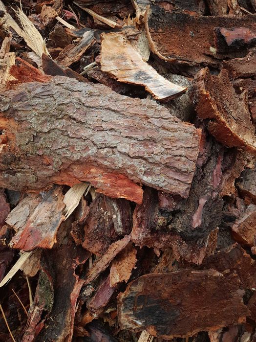 Casca pinheiro jardim