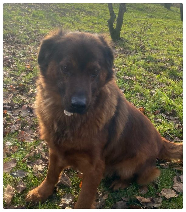 Cukier- do adopcji pies w typie posokowca bawarskiego