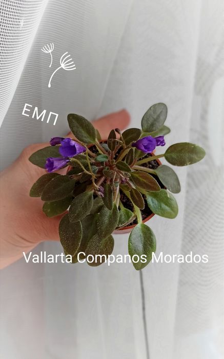 Сенполии , фиалки