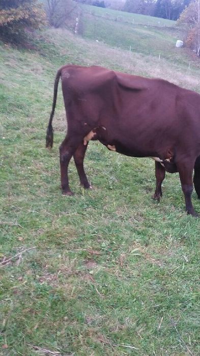 Sprzedam jedną z trzech krów
