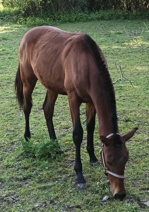 Poldro PSL excelente linhagem