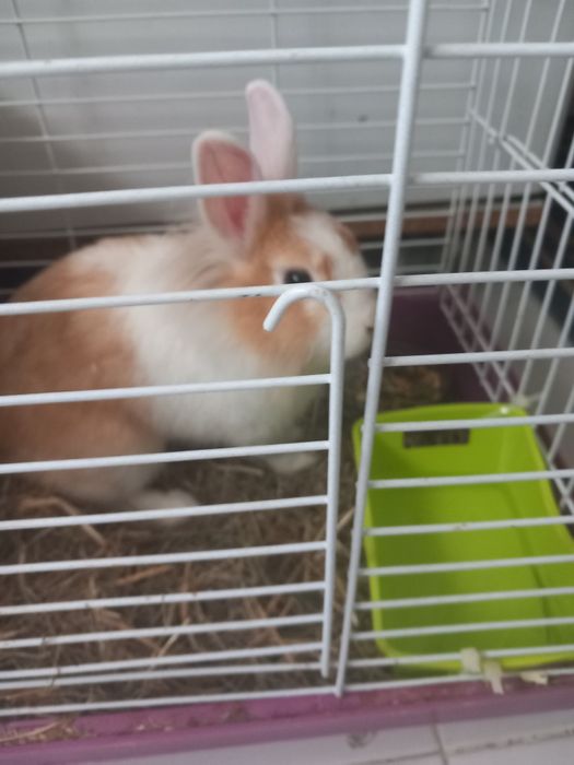 Vendo coelhinha ana com 3 para 4 meses com gaiola