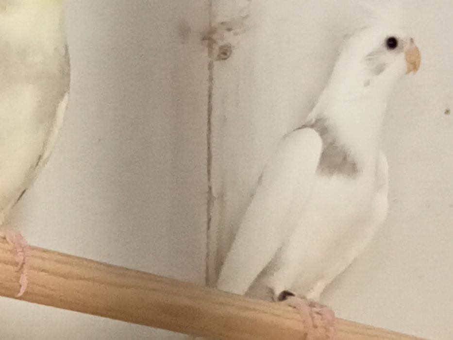 Caturras diversas mutações