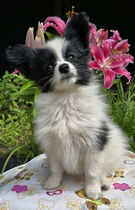 PAPILLON - spaniel kontynentalny miniaturowy- ZKwP/FCI