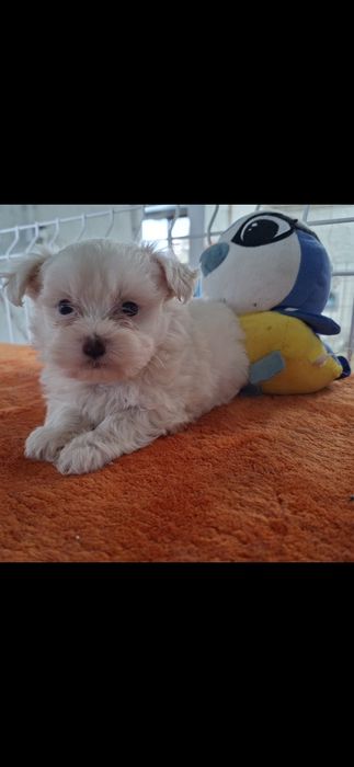 O seu bichon maltês