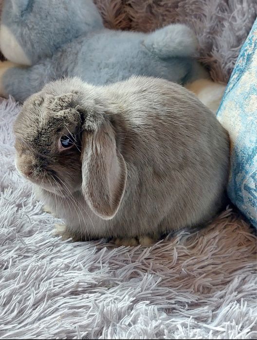 У Києві! Вивідок NHD, Нідерландський карликовий висловухий кролик