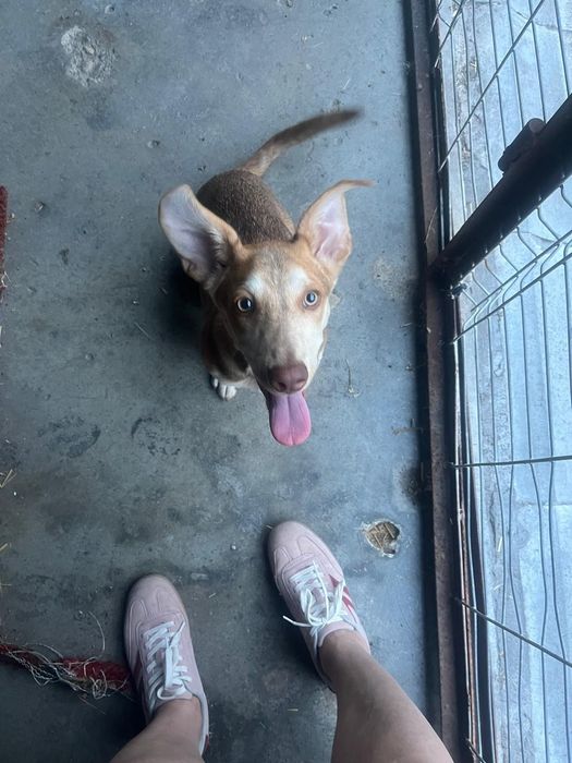 Szczeniak 8 miesięcy szuka domu! Tadzik do adopcji!