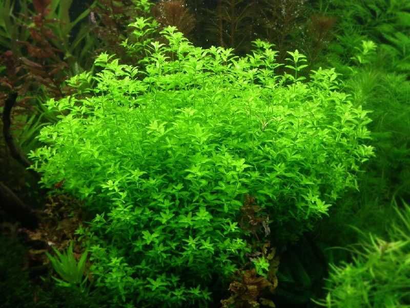 Hemianthus micranthemoides " Duży Heniek"