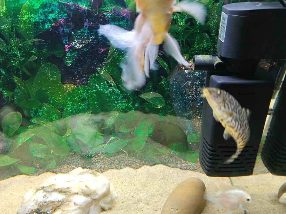 Vendo ou troco peixes