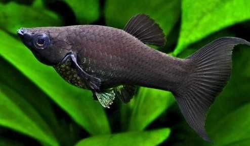 Molinezja żółta (złota), molinezja black molly