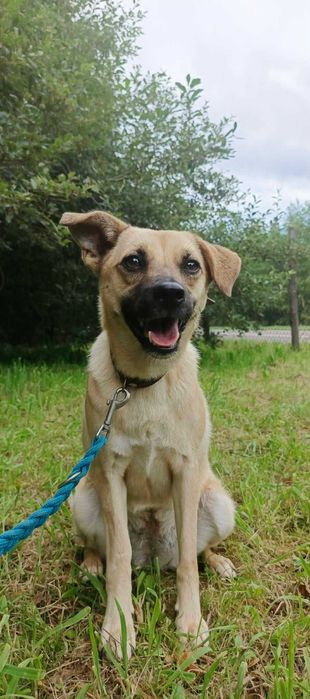 Suczka Muffinka czeka na swój dom- adopcja psa, psy ze schroniska