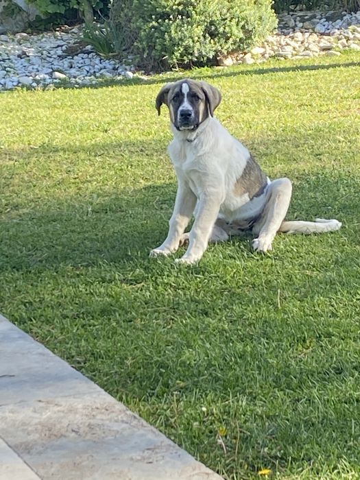 Cachorra Rafeiro do Alentejo