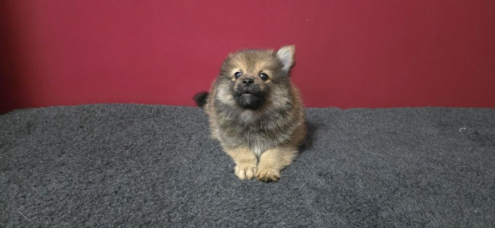 Spitz alemão anão
