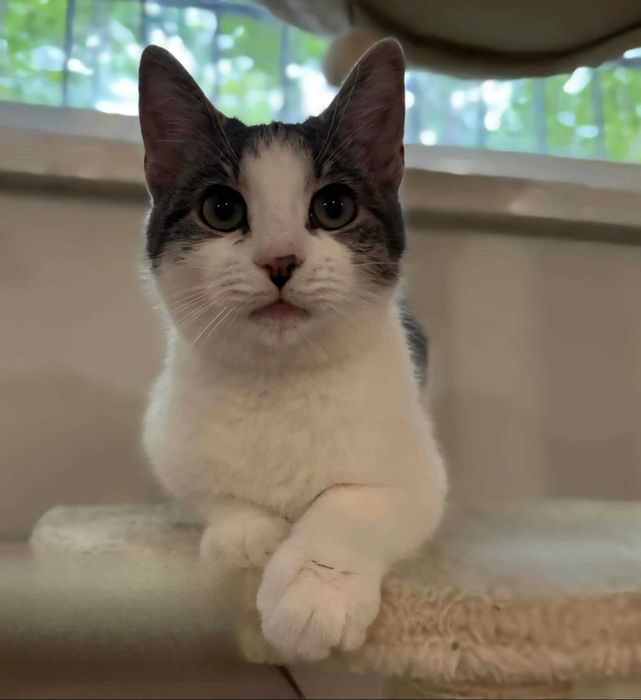 Cztery młode ok. 6 miesięczne (3 kotki i 1 koteczka )