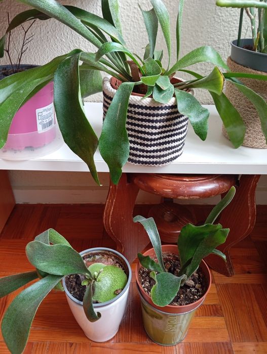 Planta ora pro nobis e chifre de veado