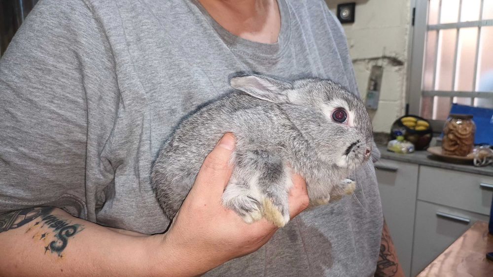 Vendo Coelhos  anões