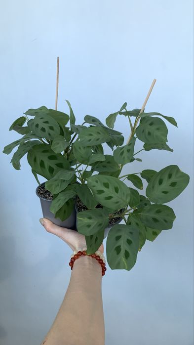 Продам Маранту Керховена