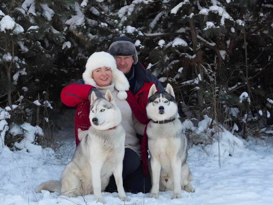 Предлагаю для вязки двух кобелей КСУ