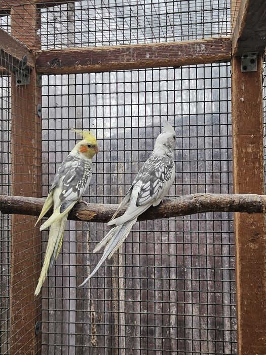 Nimfy papugi  samiec białogłowy