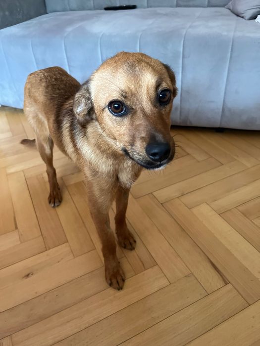 Suczka do adopcji