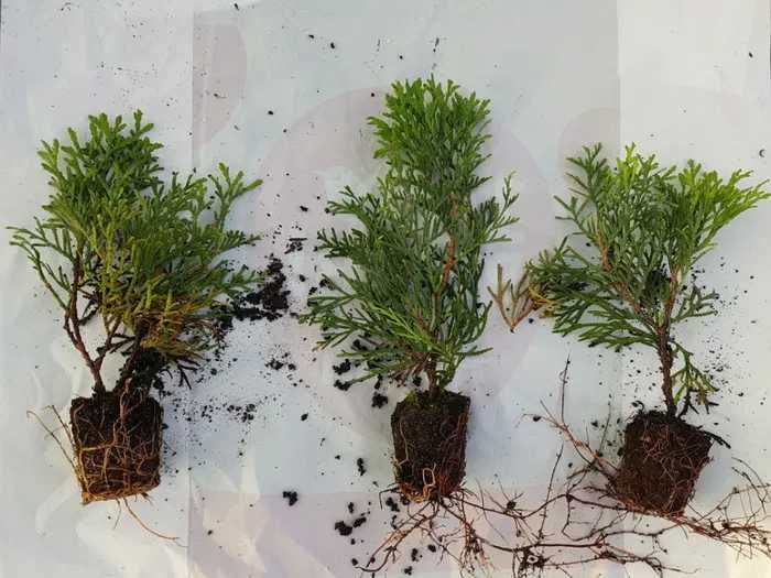 Кипарисовики живці 10см, П9