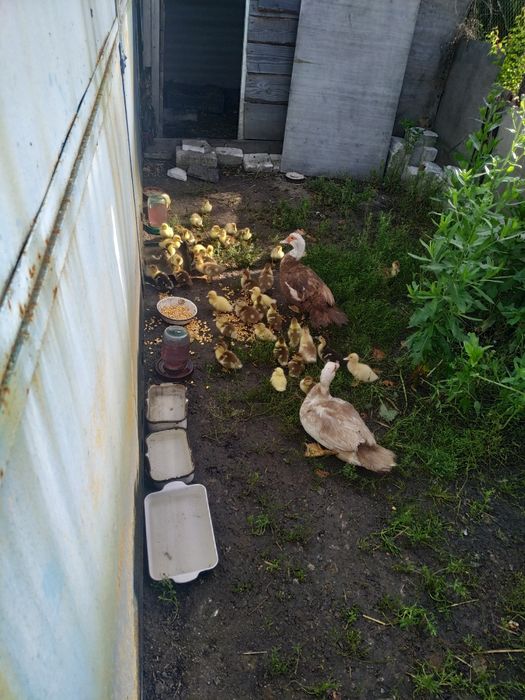 Продам  iндокачки.