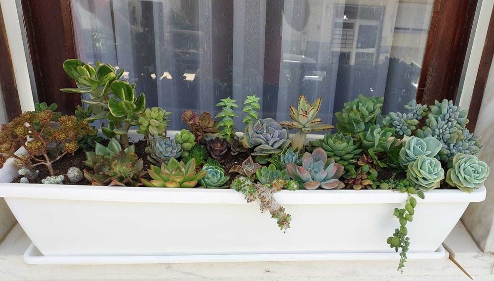 Diferentes tipos de suculentas