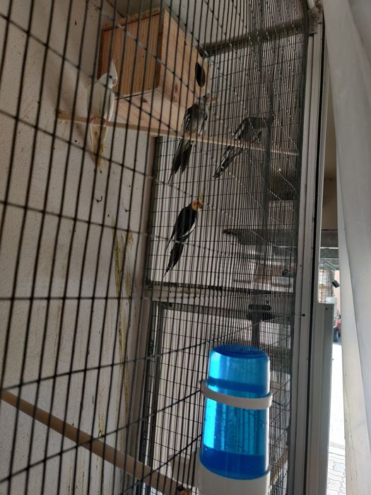 Agapórnis e Caturras