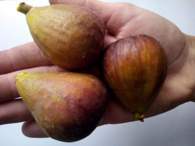 Саджанці Абрикоса Персик Нектарин Слива Груша Хурма Черешня Порічка