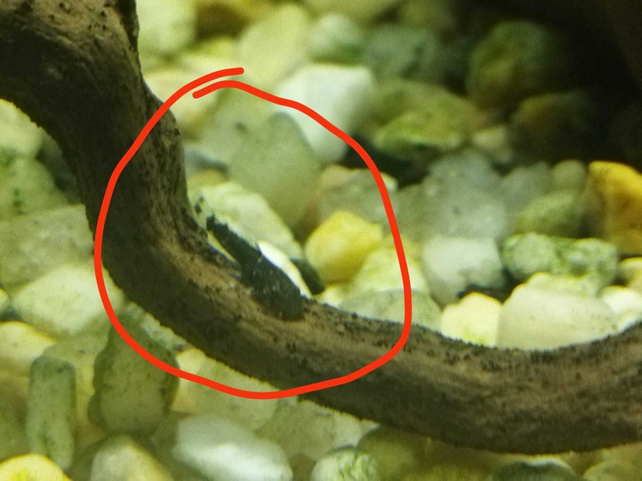 Vende-se peixes ancistrus