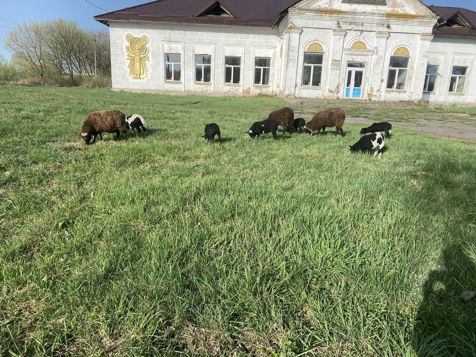 Продаємо ягнят кроси ( дорпер/романівстка)