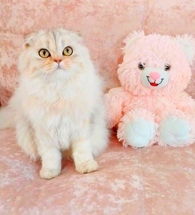 Неймовірно лагідний хлопчик Срібний красунчик шиншила