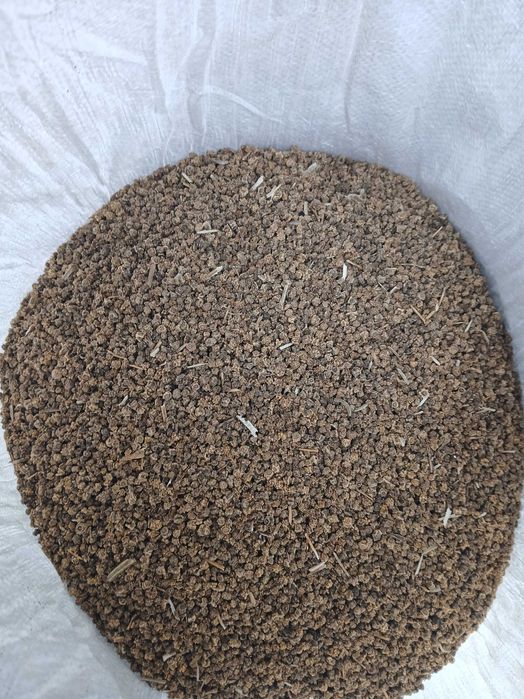 Sprzedam nasiona buraka pastewnego