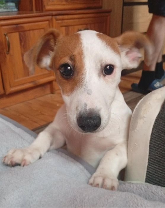 JACK RUSSELL TERRIER z rodowodem - szczeniak urodzony 10.05.2026